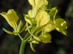 Rhamphospermum arvense