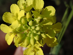 Rhamphospermum arvense