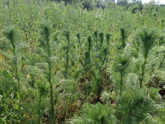 Tripleurospermum inodorum