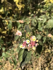 Lantana camara
