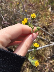 Layia hieracioides