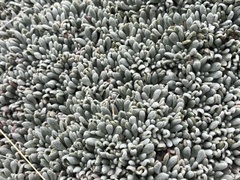 Eriogonum caespitosum