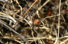 Bucephaloptera bucephala