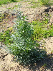 Hippophae rhamnoides