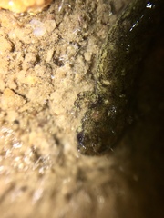 Desmognathus abditus