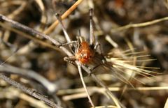 Bucephaloptera bucephala