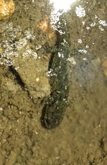 Desmognathus abditus