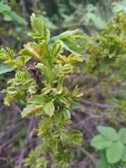 Rose rosette emaravirus