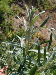 Hippophae rhamnoides