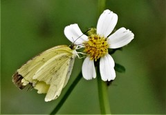 Eurema blanda