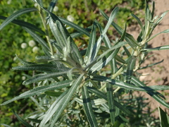Hippophae rhamnoides