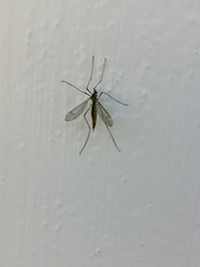 Nephrotoma appendiculata