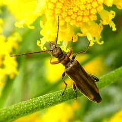 Oedemera barbara