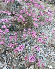 Chorizanthe douglasii