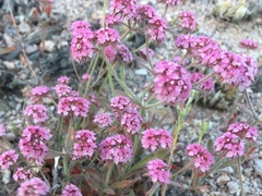 Chorizanthe douglasii