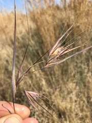Themeda triandra
