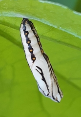 Acraea terpsicore