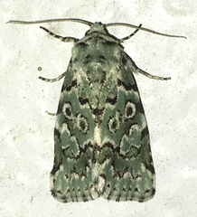Bryolymnia viridata