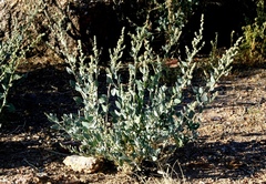 Chenopodium frutescens
