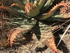 Aloe greatheadii