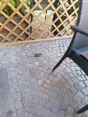 Passer italiae