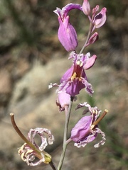 Streptanthus glandulosus glandulosus