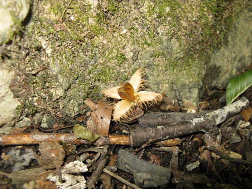 Fagus taurica