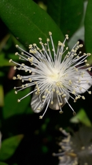 Myrtus communis