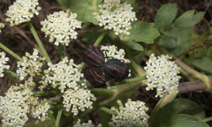 Graphosoma rubrolineatum