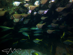 Pempheris compressa