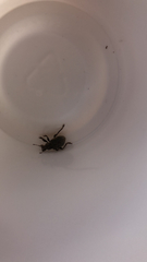 Otiorhynchus sulcatus