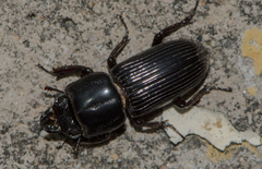Figulus binodulus