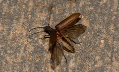 Philus antennatus