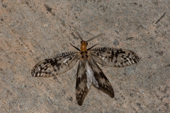 Neochauliodes sinensis