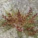 Leafy Jointed Glasswort - Photo (c) Pyak Andrei, some rights reserved (CC BY-NC), uploaded by Pyak Andrei