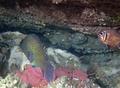 Acanthistius ocellatus