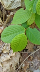 Ostrya virginiana image