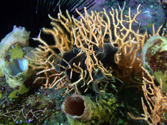 Melithaea