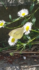 Pieris rapae