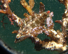 Pteragogus flagellifer