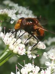 Volucella inflata