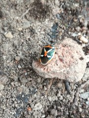 Eurydema gebleri