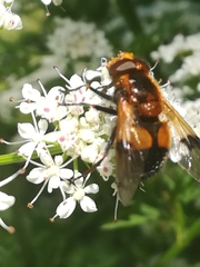 Volucella inflata