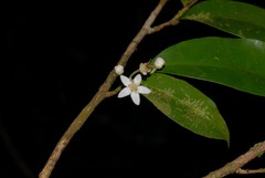 Erythroxylum elegans