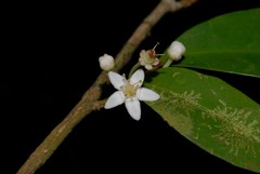 Erythroxylum elegans