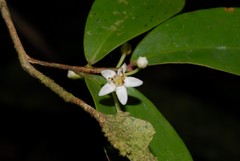 Erythroxylum elegans
