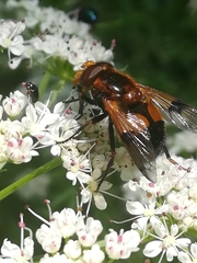 Volucella inflata