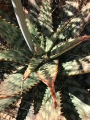 Aloe greatheadii
