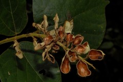 Rhynchosia leandrii