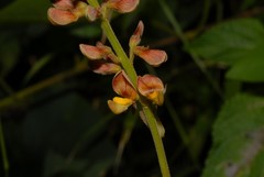 Rhynchosia leandrii